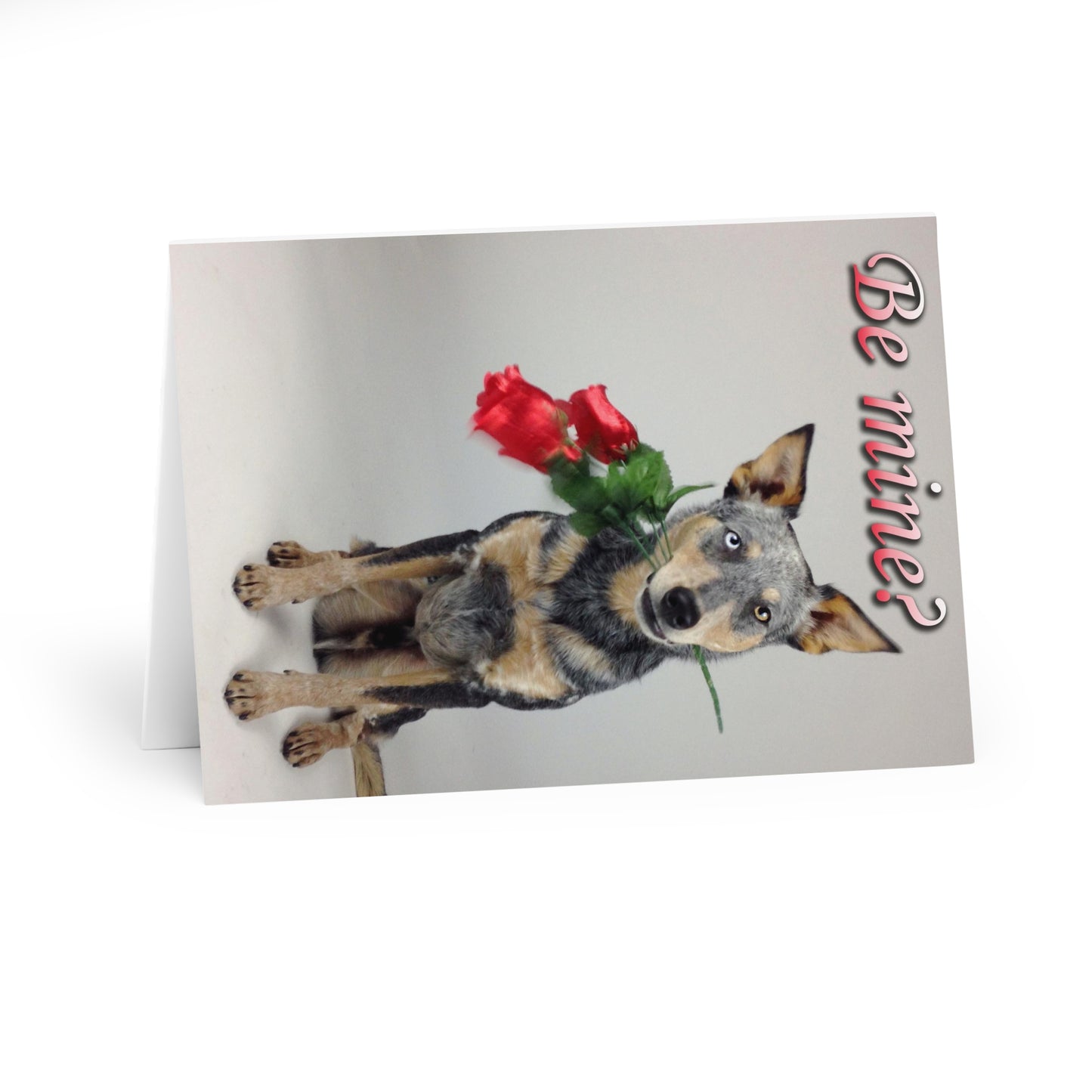 Valentine's Day "Be Mine?" Dog Greeting Cards (5 Pack)