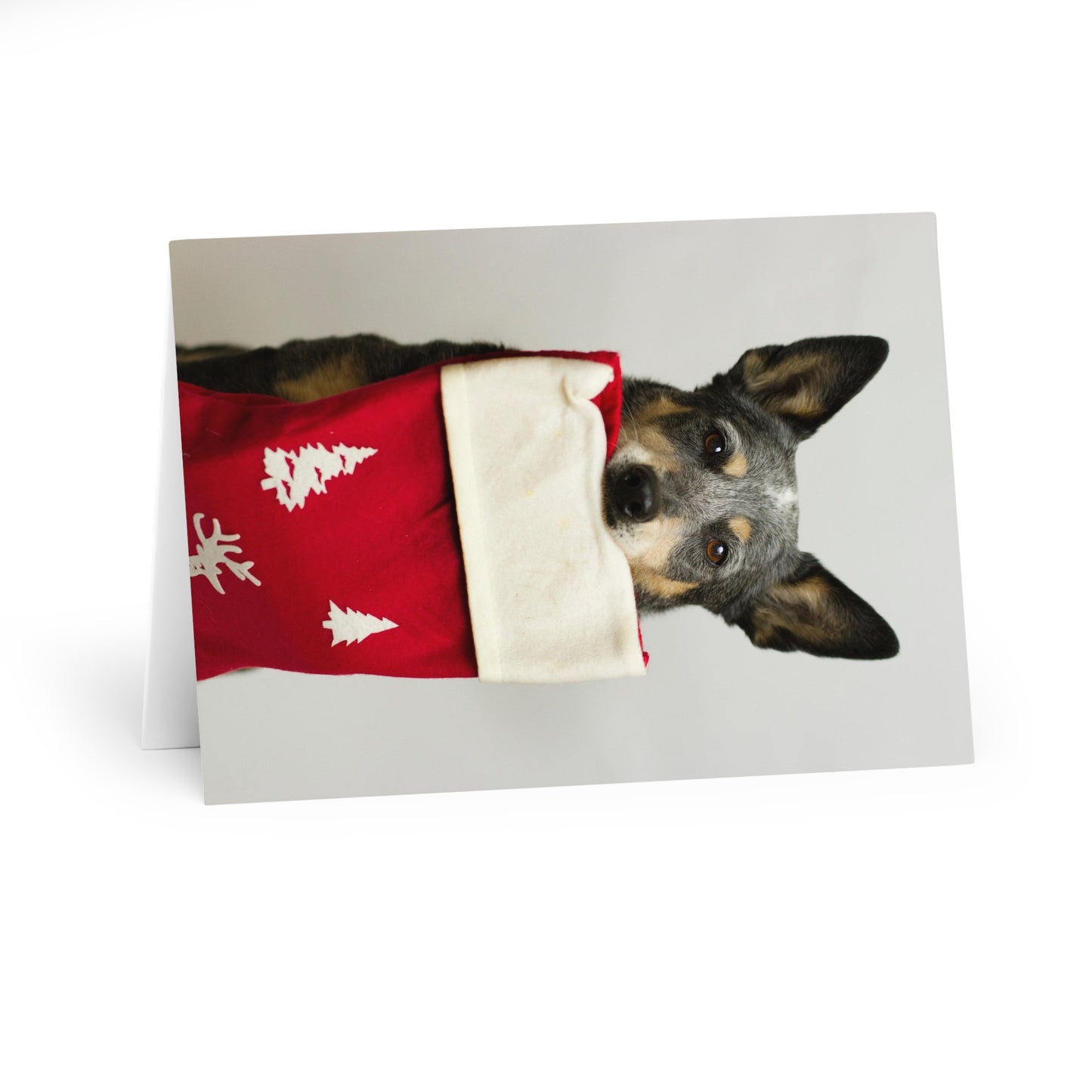 Christmas Dog Greeting Cards (5 Pack)