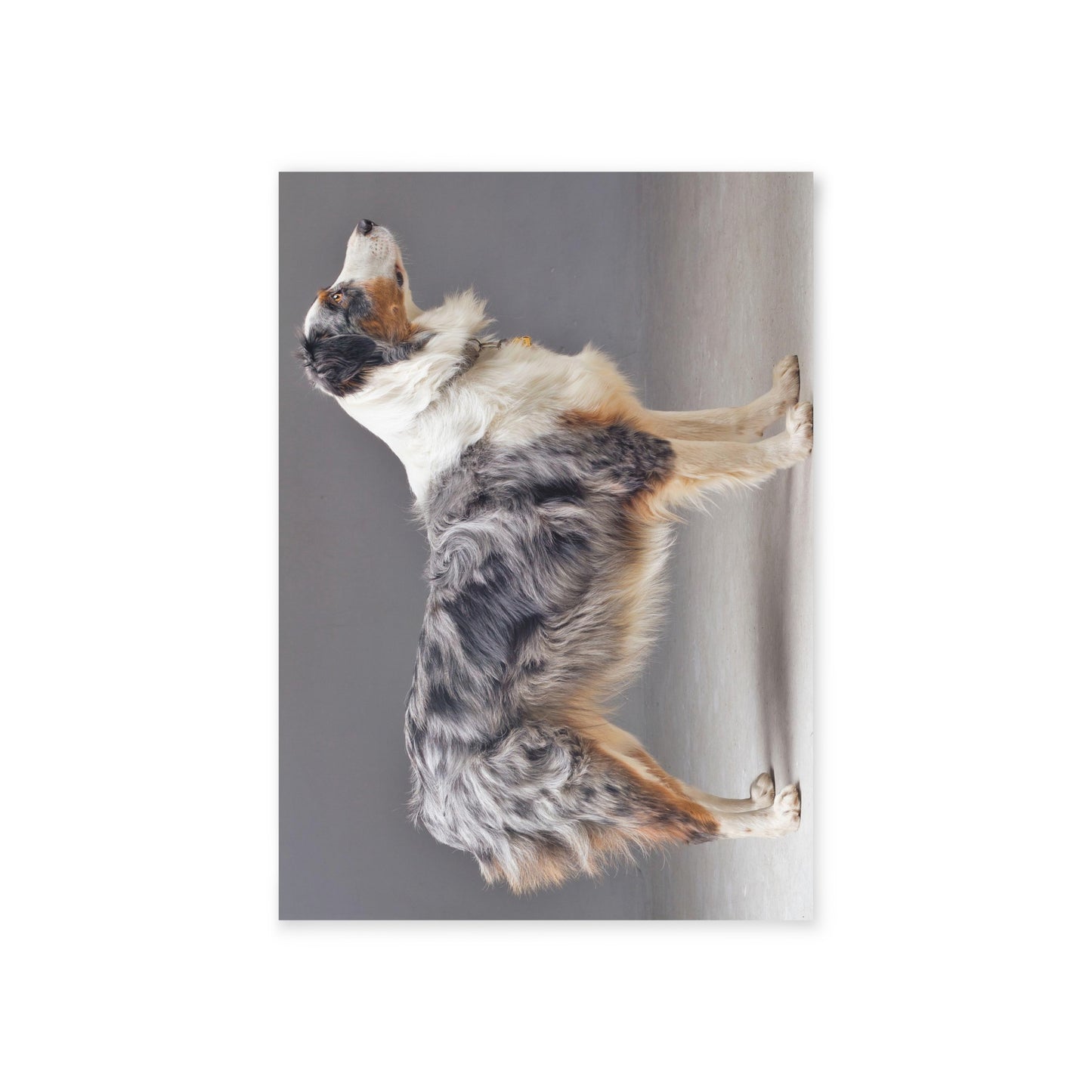 Australian Shepherd Holiday Cards (Two-sided print)