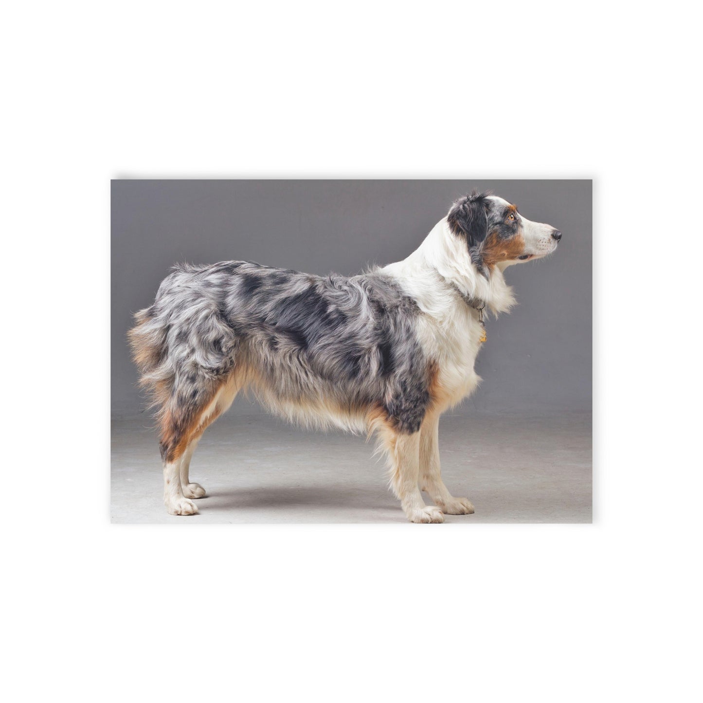 Australian Shepherd Holiday Cards (Two-sided print)