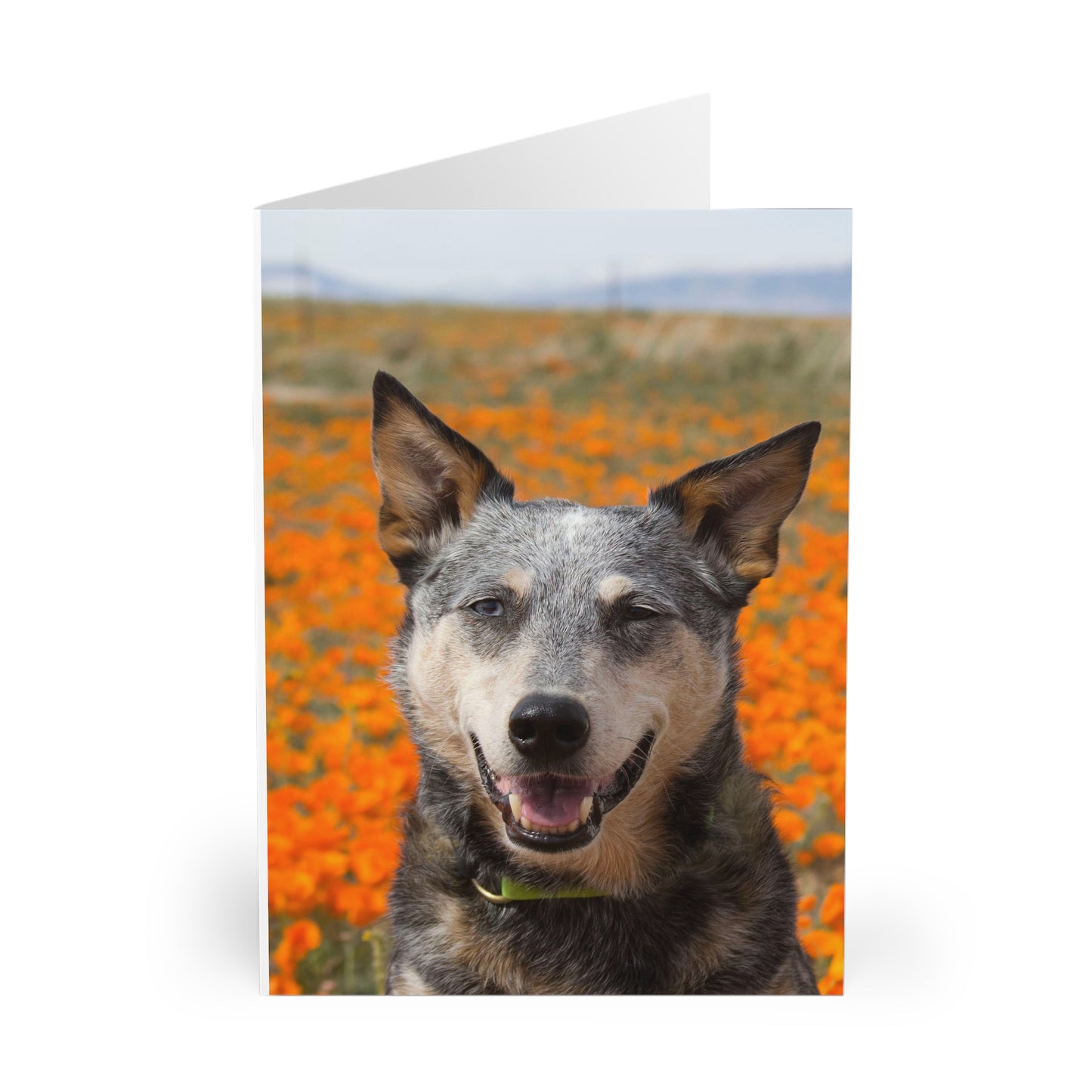 Poppy Field Nature Dog Greeting Cards (5 Pack)