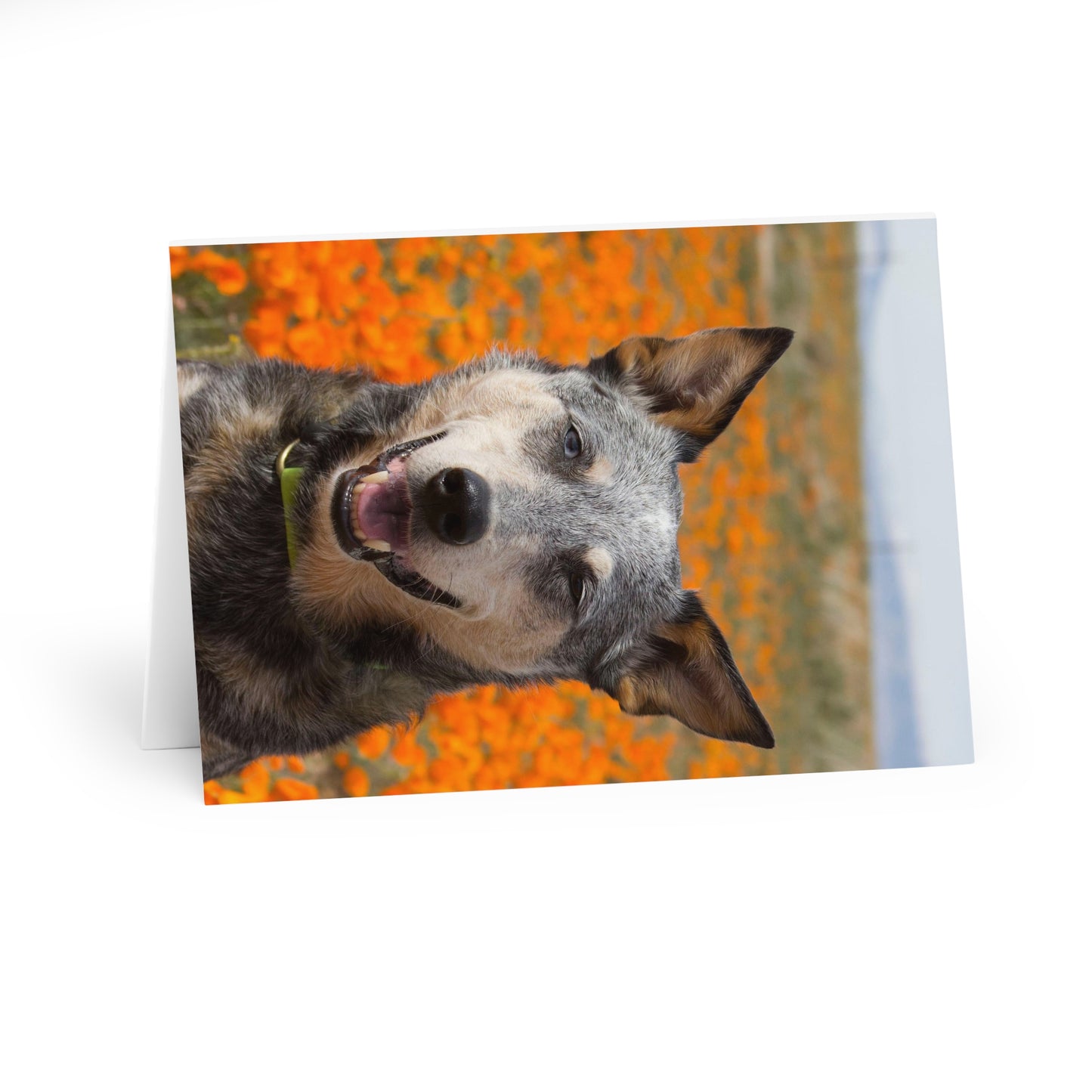 Poppy Field Nature Dog Greeting Cards (5 Pack)