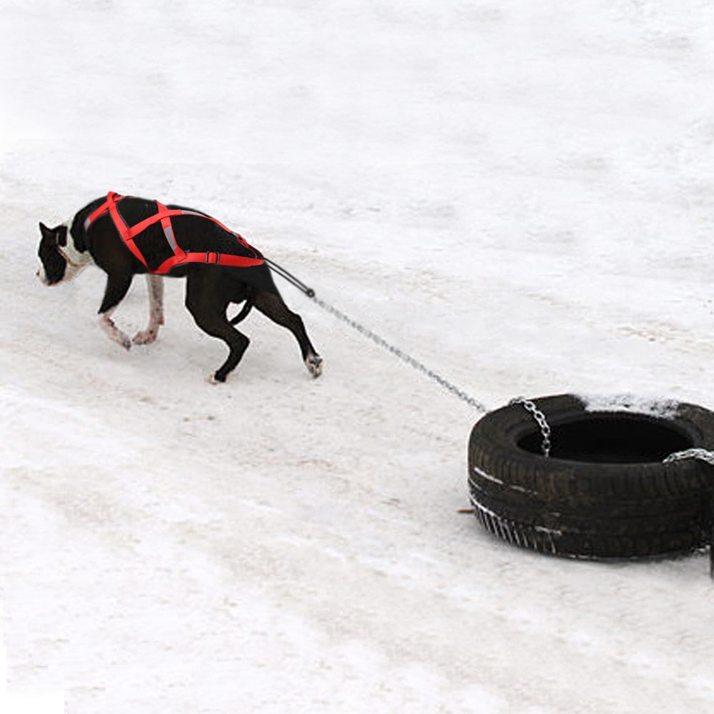 Reflective Waterproof Dog Sled Harness for Medium and Large Dogs - Ideal for Skijoring and Scootering