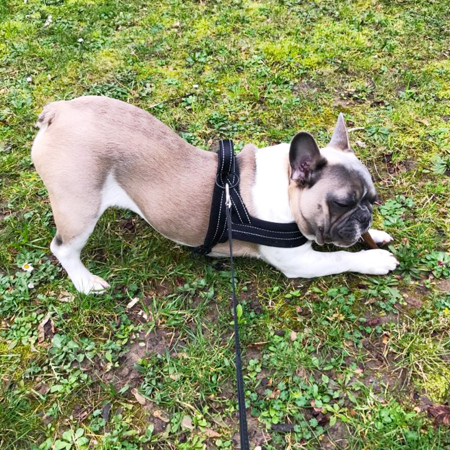 Reflective No-Pull Dog Harness with Flannel Padding - Adjustable Vest for Small, Medium, and Large Dogs - Ideal for Walking and Training