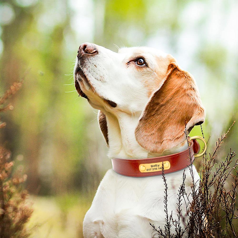 Personalized Leather Dog Collar with ID Nameplate - Custom Engraved Pet Name and Phone Number - Suitable for Small to Medium Dogs