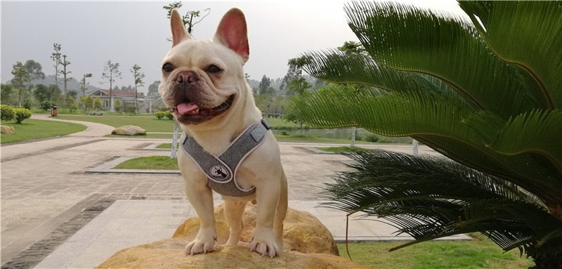 Reflective Sport X5 Dog Harness - No Pull Vest for Small and Medium Pets