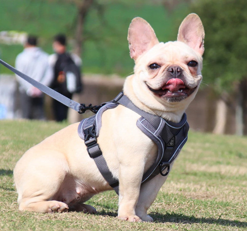 Reflective No Pull Dog Harness and Leash Set for Small to Medium Dogs - Adjustable Pet Harness Vest with Mesh Chest Strap
