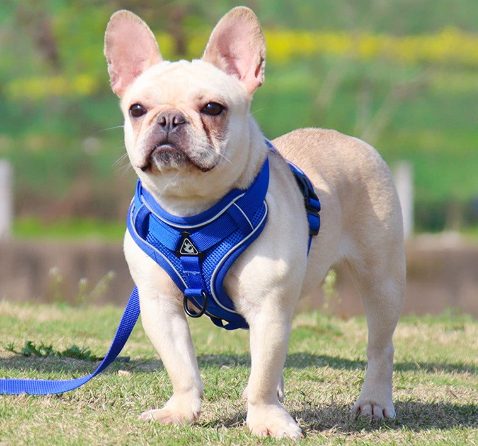 Reflective No Pull Dog Harness and Leash Set for Small to Medium Dogs - Adjustable Pet Harness Vest with Mesh Chest Strap