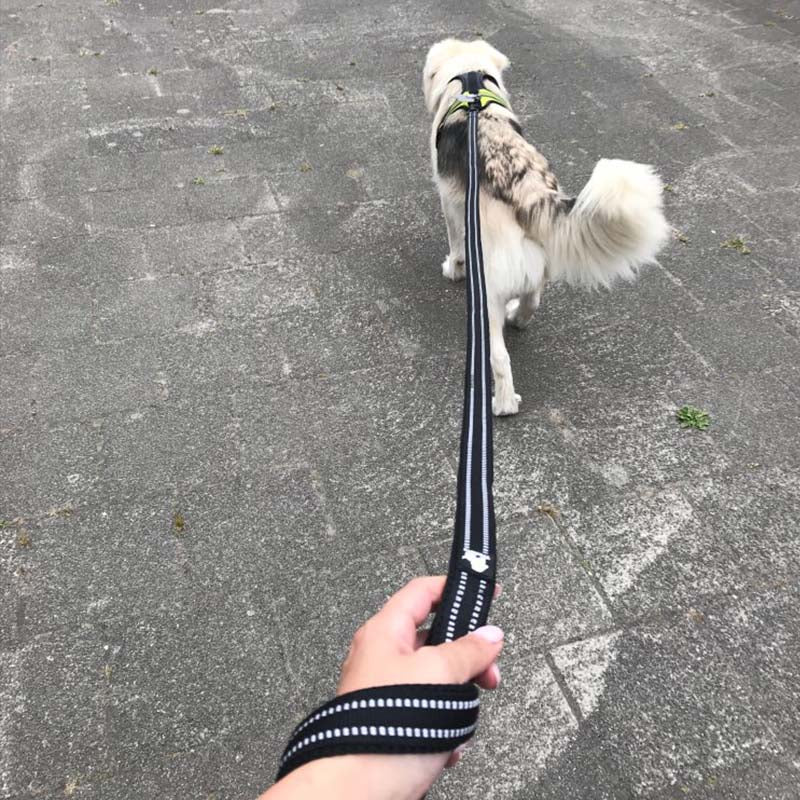 Truelove Reflective 3FT Dog Leash - Nylon Mesh Padded Leash for Outdoor Training and Safety