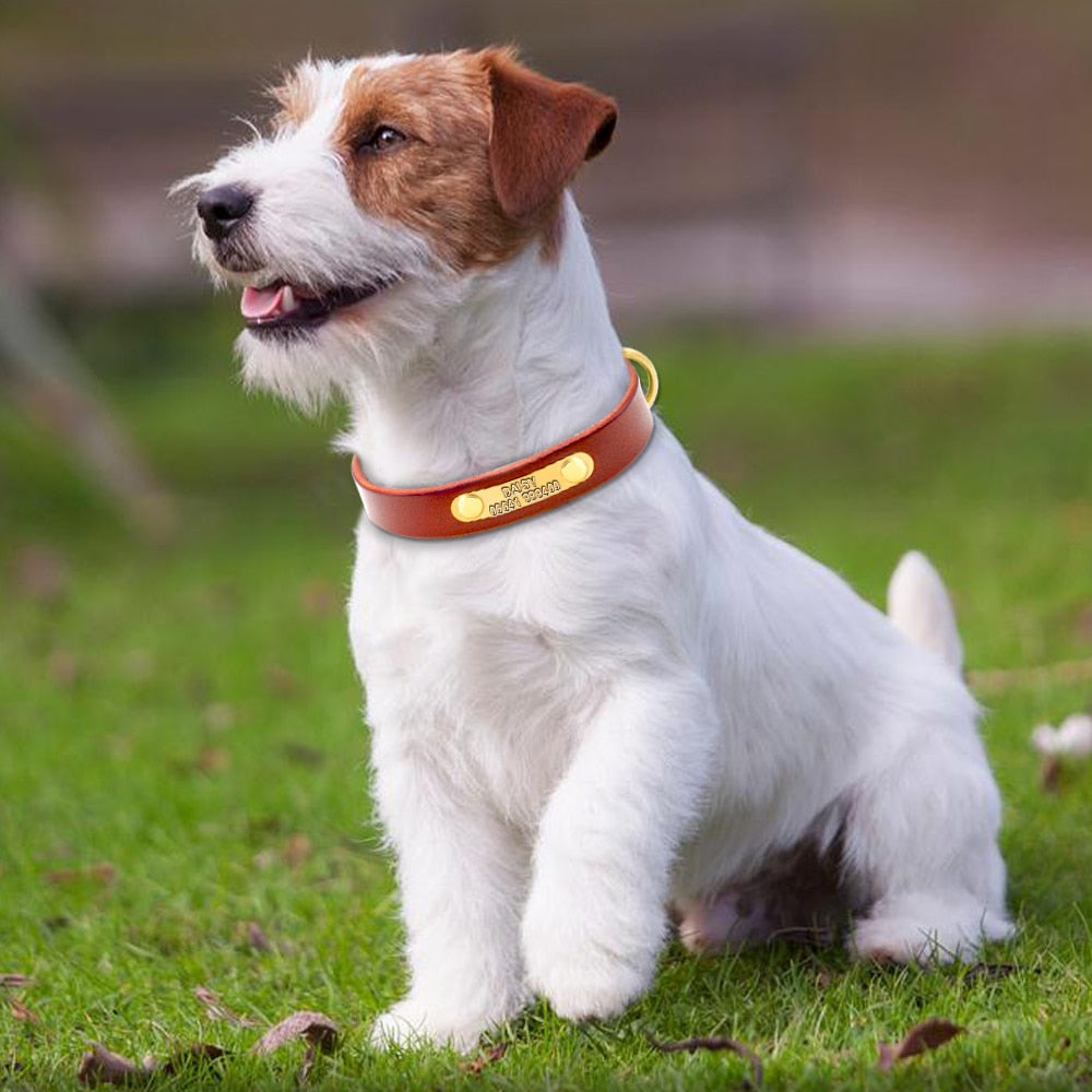 Personalized Leather Dog Collar with ID Nameplate - Custom Engraved Pet Name and Phone Number - Suitable for Small to Medium Dogs